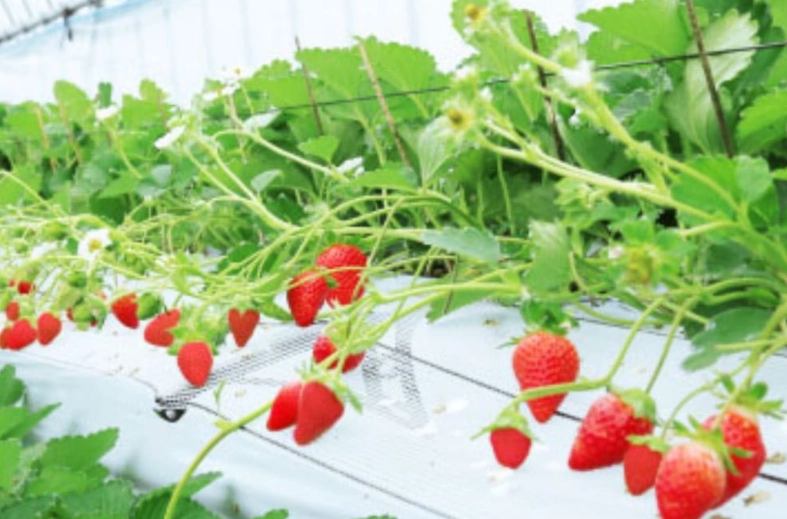 福岡草莓採摘