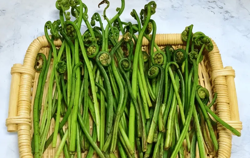 蕨菜安全食用 蕨菜安全食用