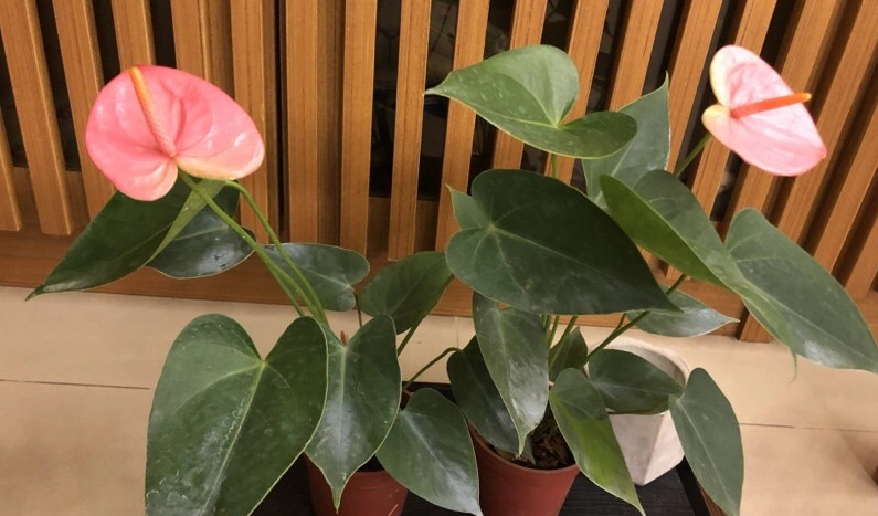 粉紅火鶴花品種