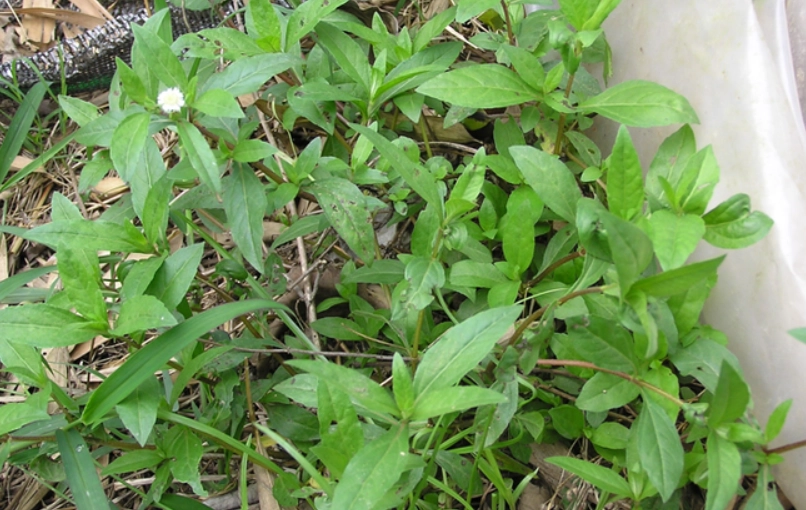 田烏草使用方法