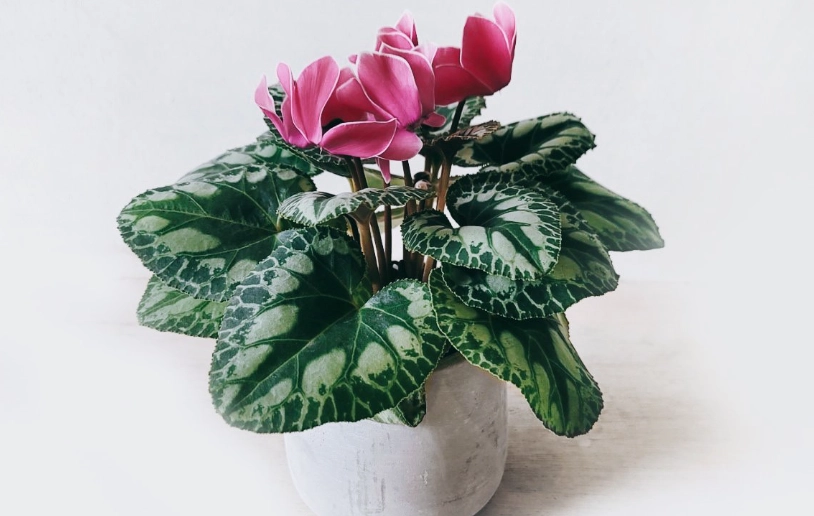 仙客來繁殖方法 仙客來繁殖方法