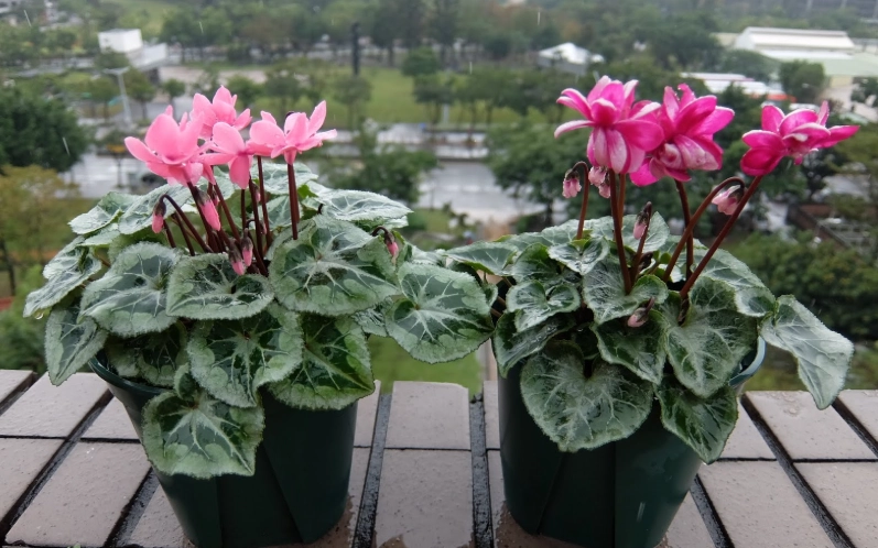 仙客來病虫害防治