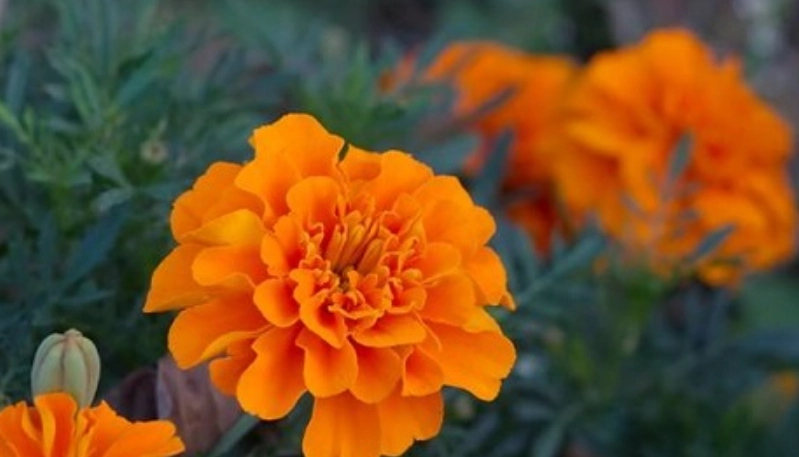 如何延長孔雀草花期