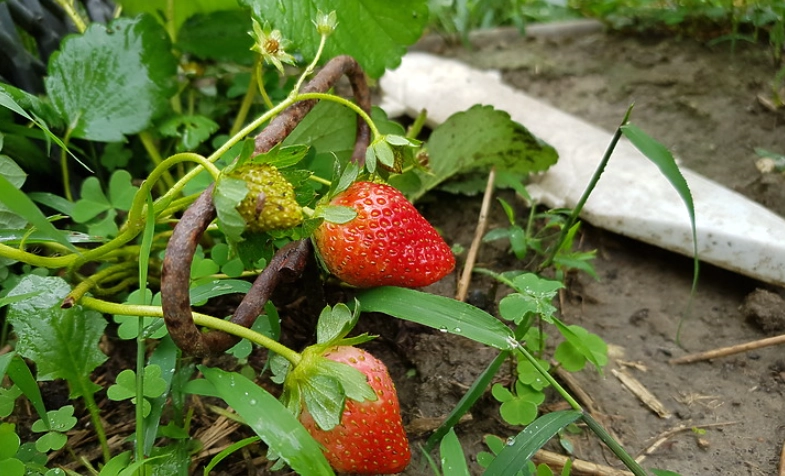 草莓種植方法