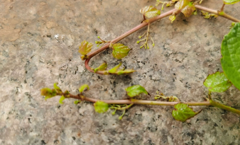 爬山虎防治方法