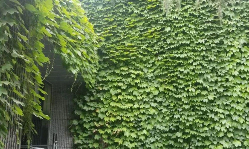 爬山虎防治方法