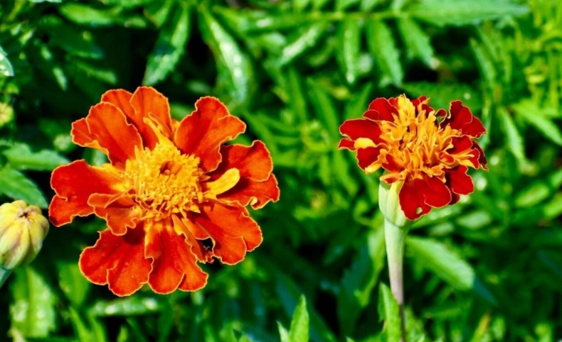 孔雀草開花時間