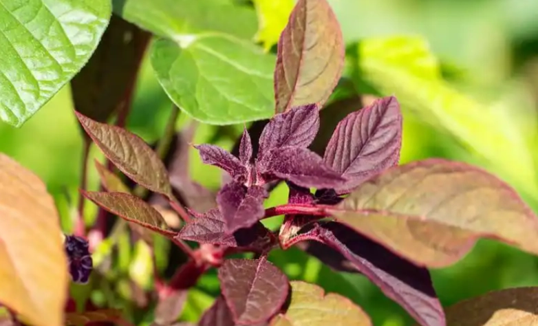 紅莧草食用方法 紅莧草食用方法