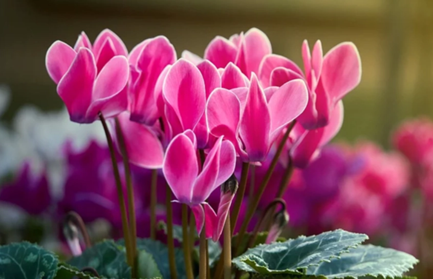 仙客來中毒症狀 仙客來中毒症狀