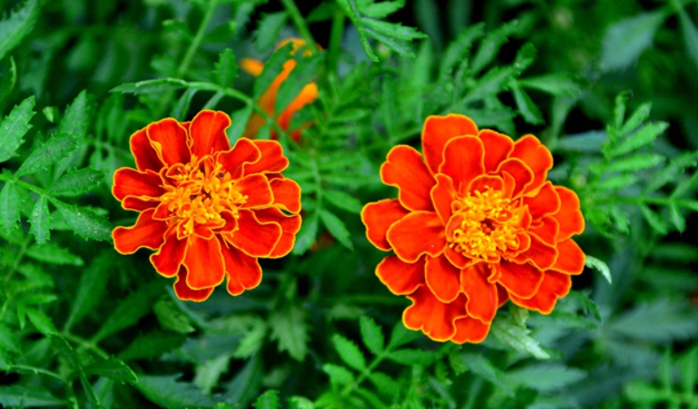 孔雀草種植 孔雀草種植