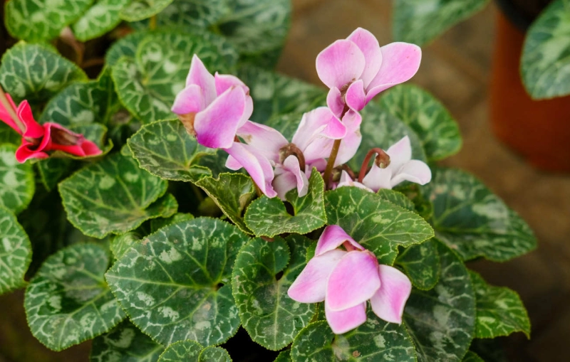 仙客來中毒症狀 仙客來中毒症狀