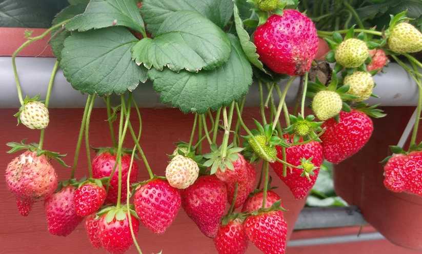 陽台種草莓