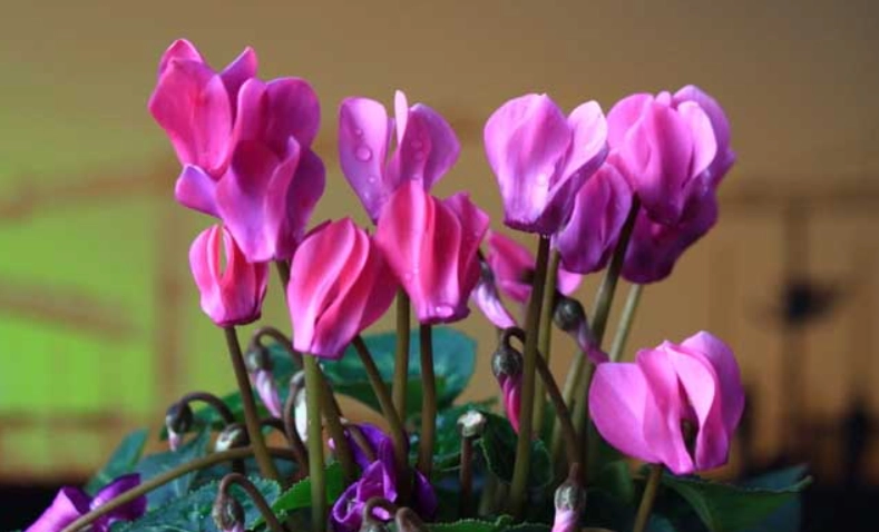 仙客來毒性 仙客來毒性