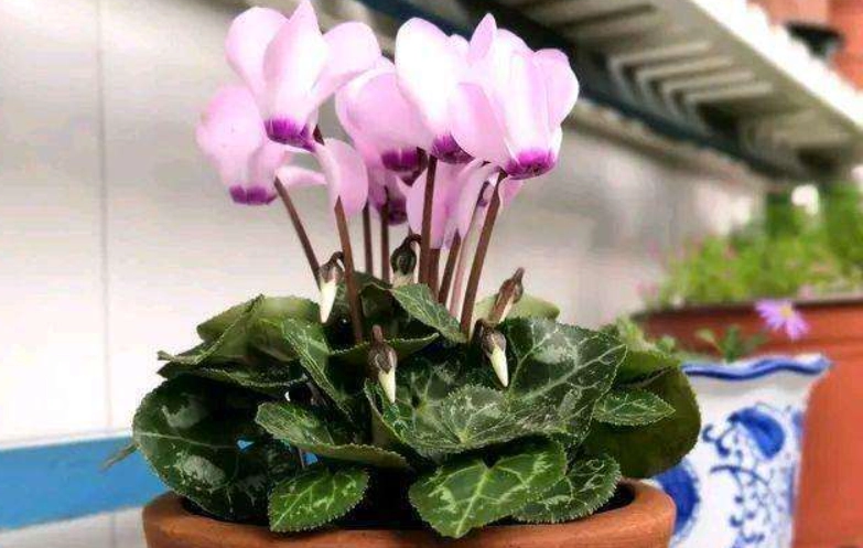 仙客來病虫害防治