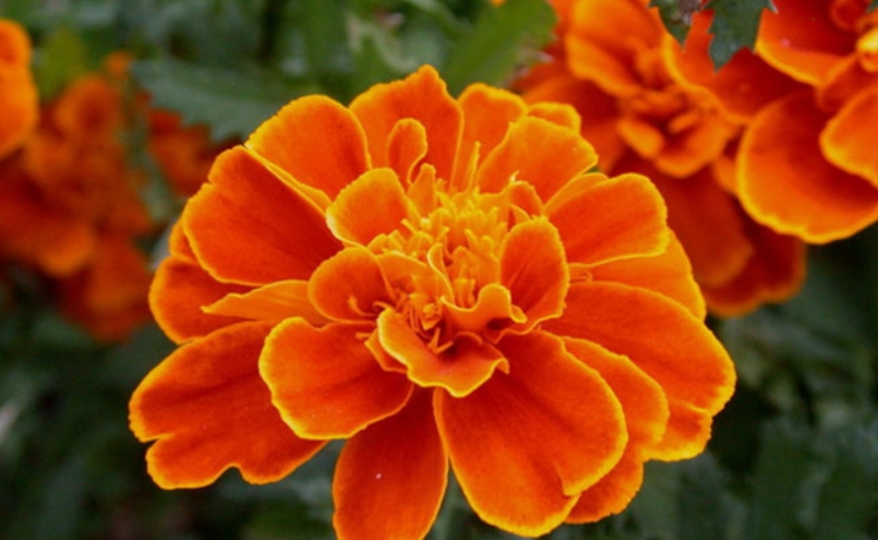 孔雀草開花時間