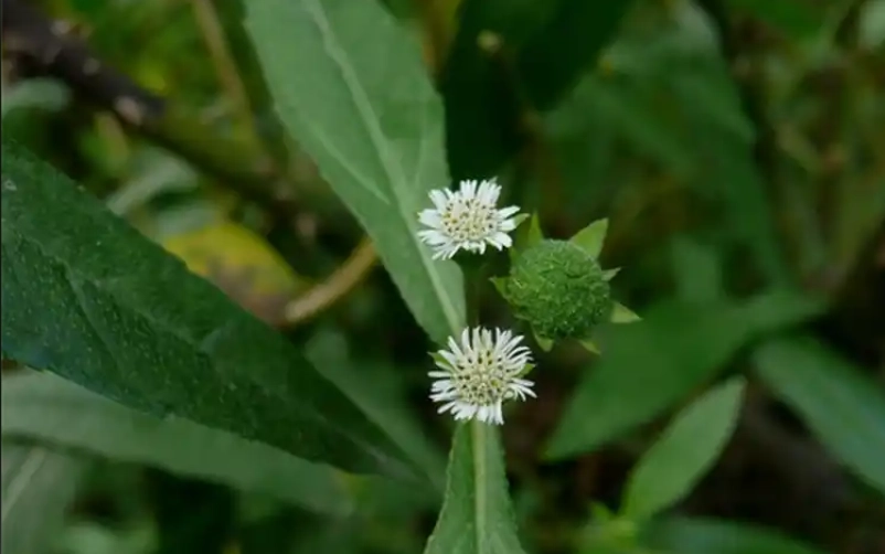 田烏草使用方法