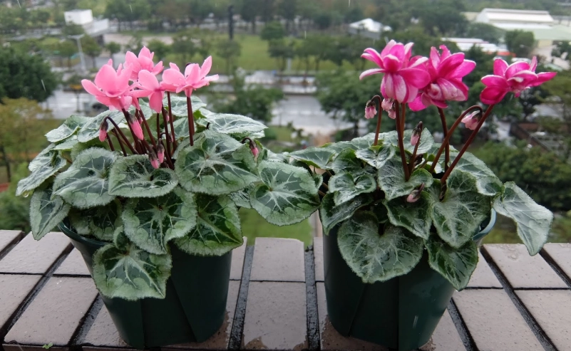 仙客來繁殖方法 仙客來繁殖方法