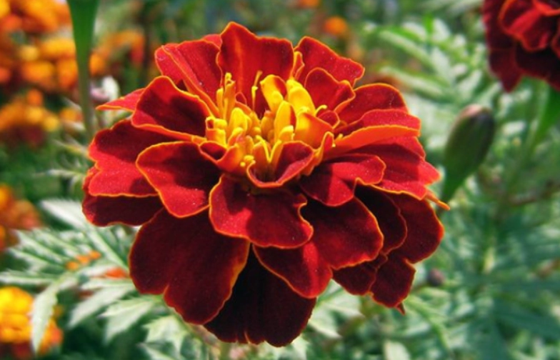 孔雀草種植 孔雀草種植