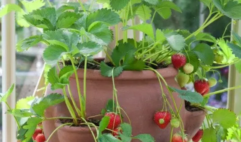 陽台種草莓