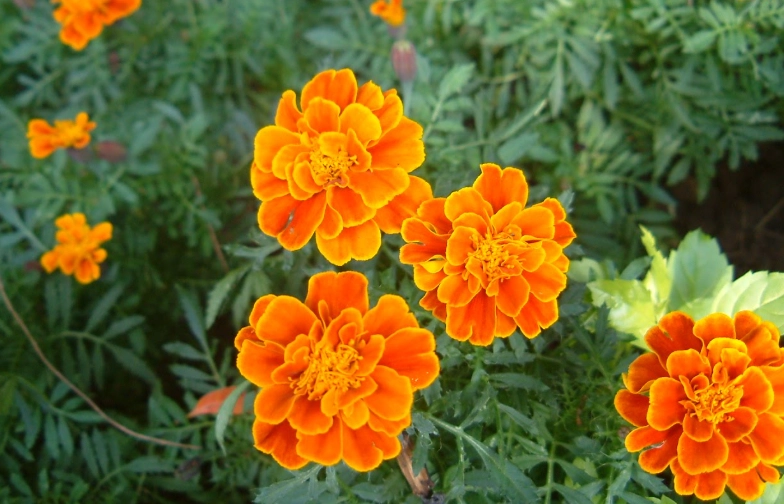 孔雀草種植 孔雀草種植