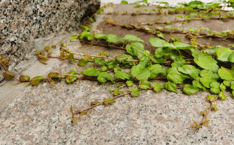 爬山虎壞處