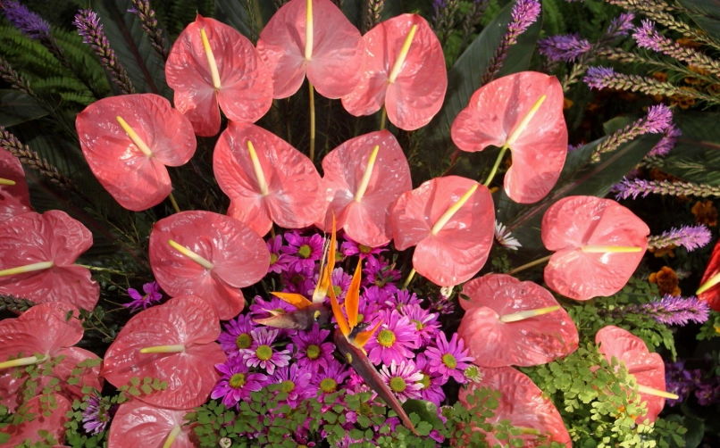 粉紅火鶴花品種