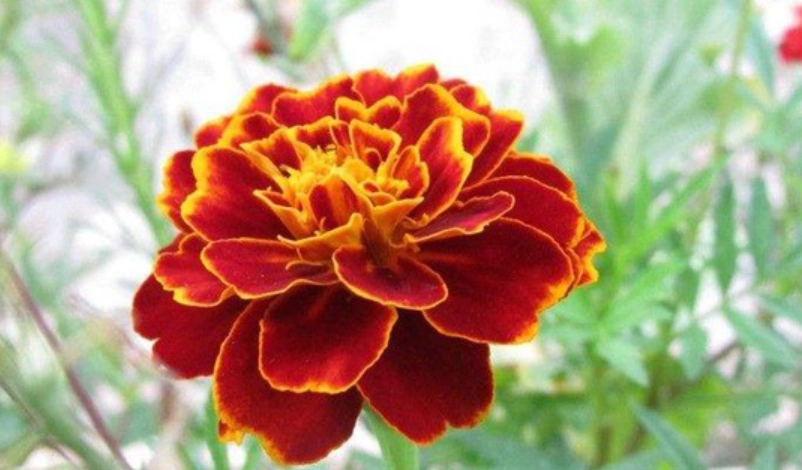 孔雀草開花時間