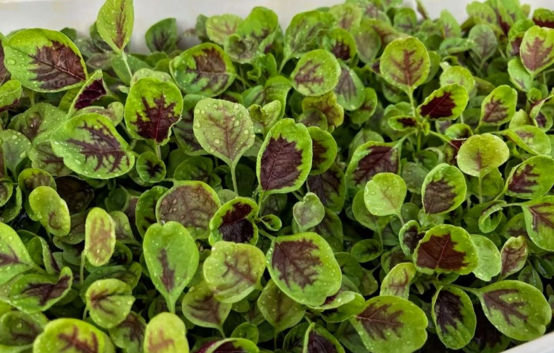 紅莧草營養 紅莧草營養