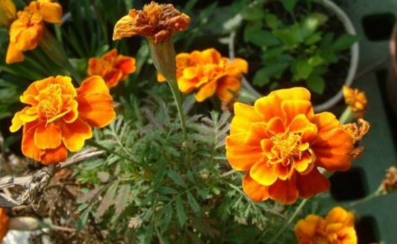 如何延長孔雀草花期