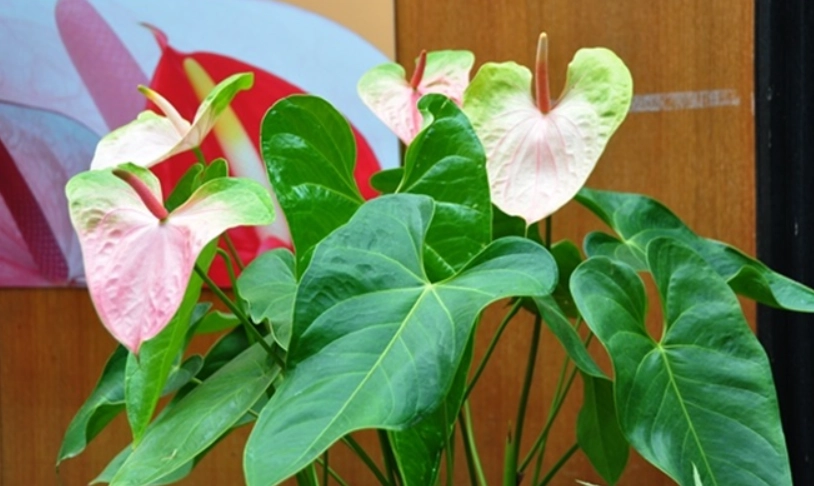 粉紅火鶴花品種