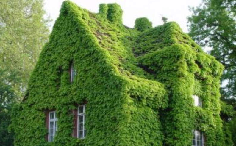 爬山虎防治方法