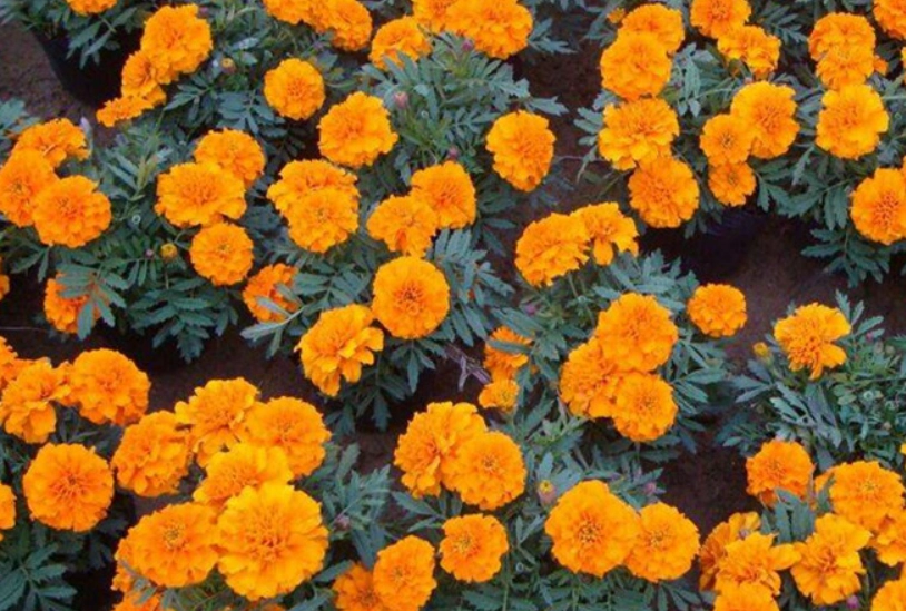 孔雀草象徵意義 孔雀草象徵意義