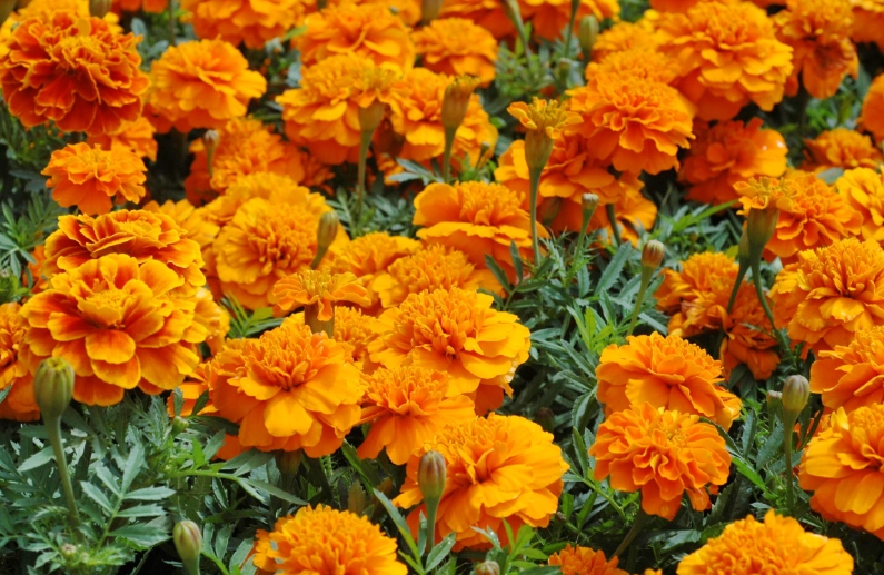 孔雀草種植 孔雀草種植