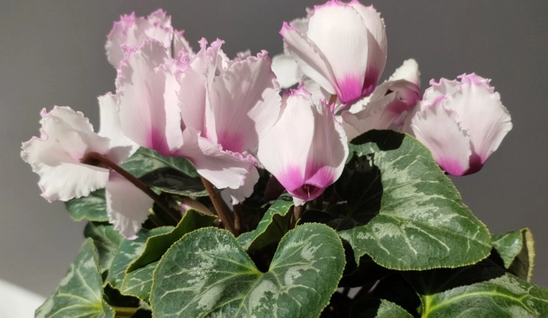 仙客來毒性 仙客來毒性