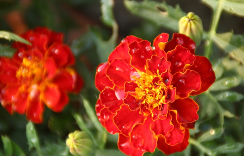 孔雀草象徵意義 孔雀草象徵意義