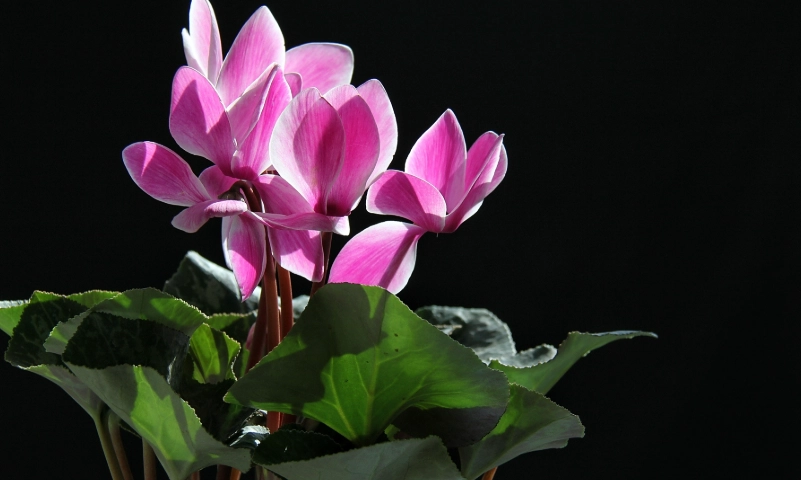 仙客來毒性 仙客來毒性