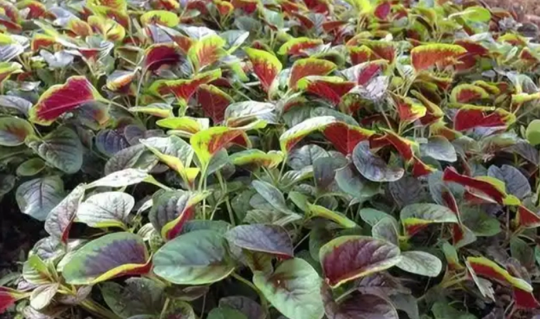 紅莧草營養 紅莧草營養