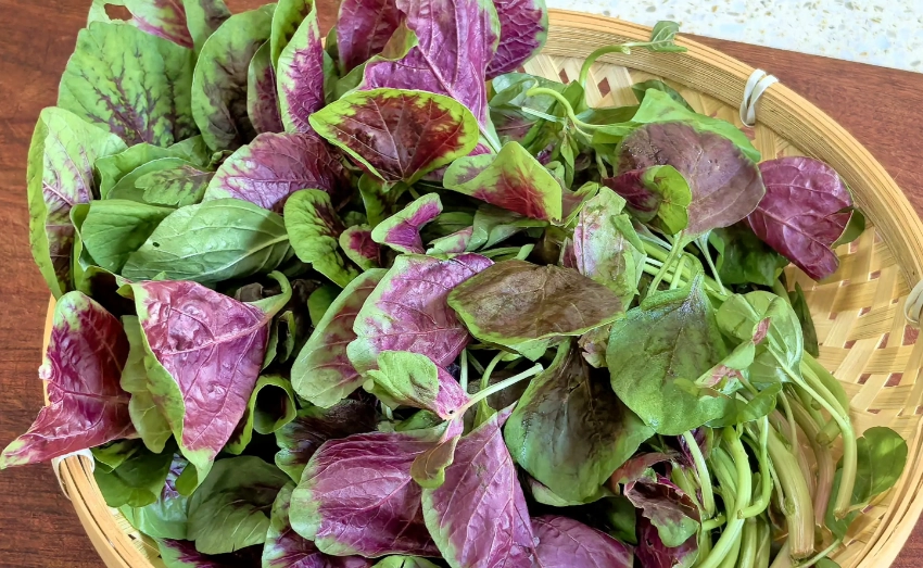 紅莧草營養 紅莧草營養