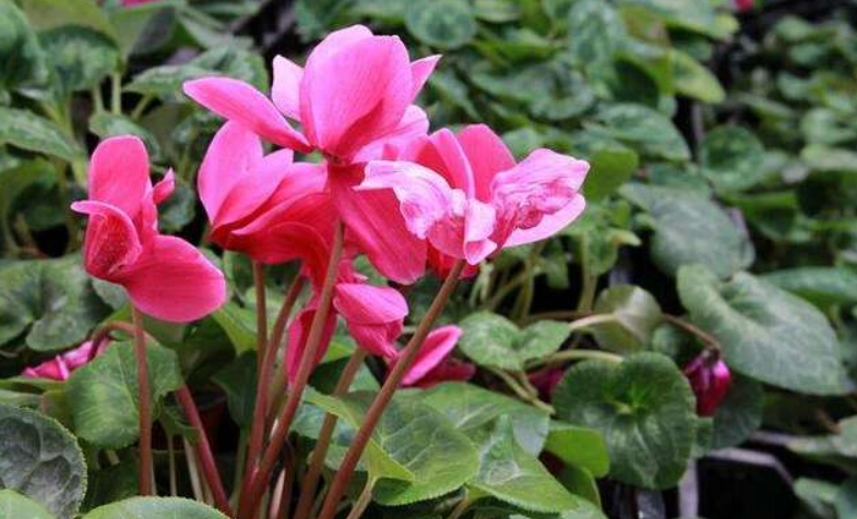 仙客來中毒症狀 仙客來中毒症狀