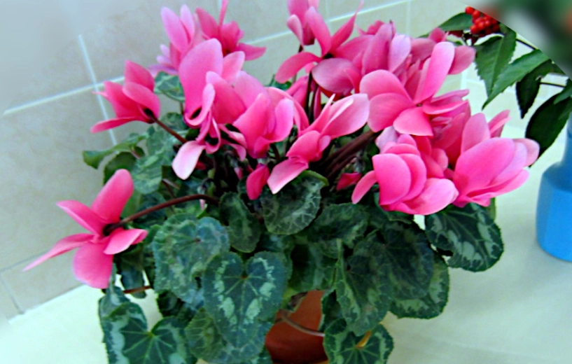 仙客來種子繁殖 仙客來種子繁殖