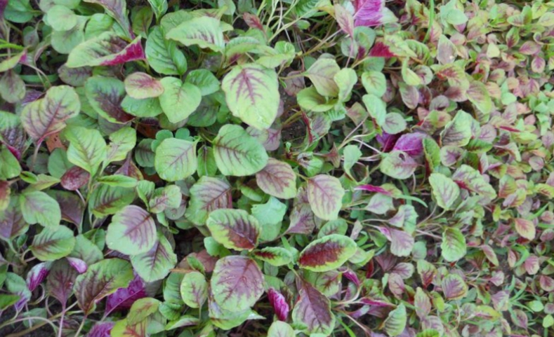 紅莧草食用方法 紅莧草食用方法