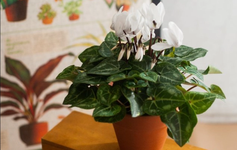 仙客來病虫害防治