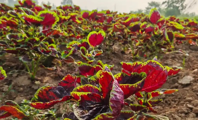 紅莧草食用方法 紅莧草食用方法
