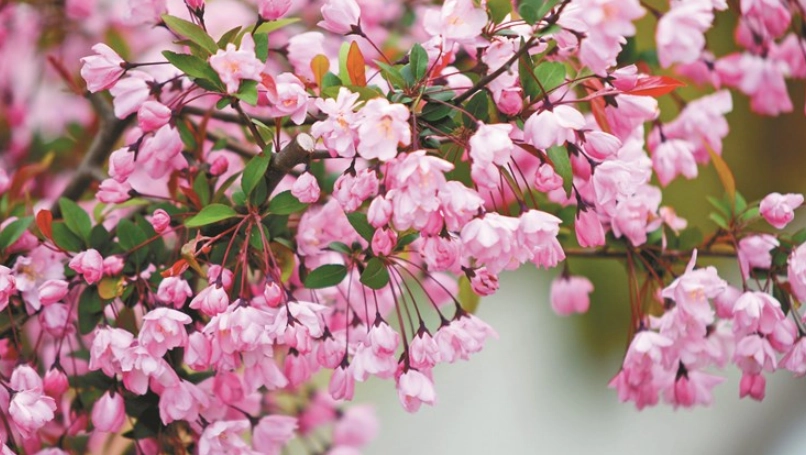 垂絲海棠種植 垂絲海棠種植