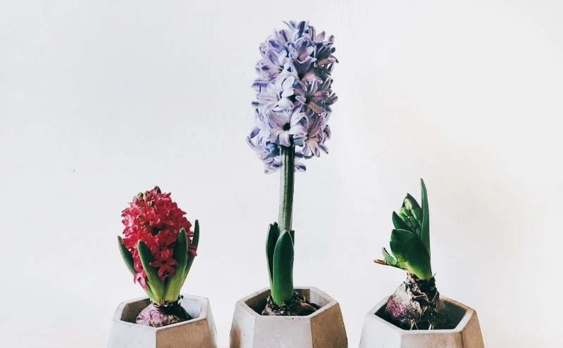 風信子盆栽種植