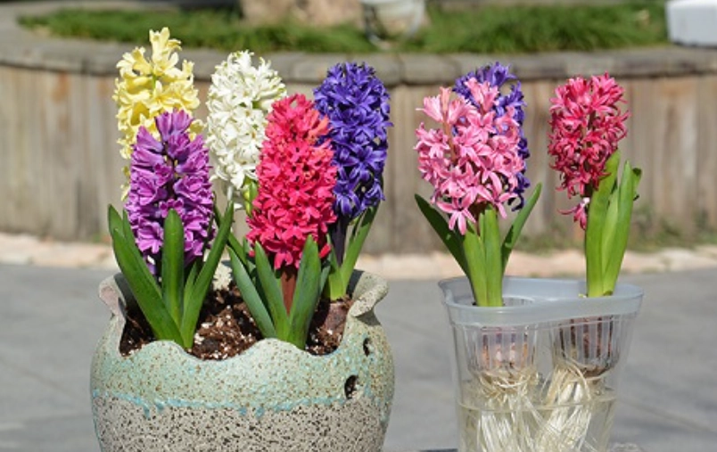 風信子球根保存 風信子球根保存