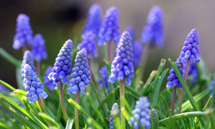 風信子花後養護 風信子花後養護