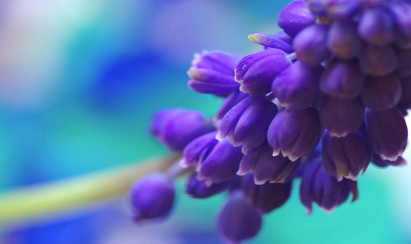 風信子開花後處理 風信子開花後處理