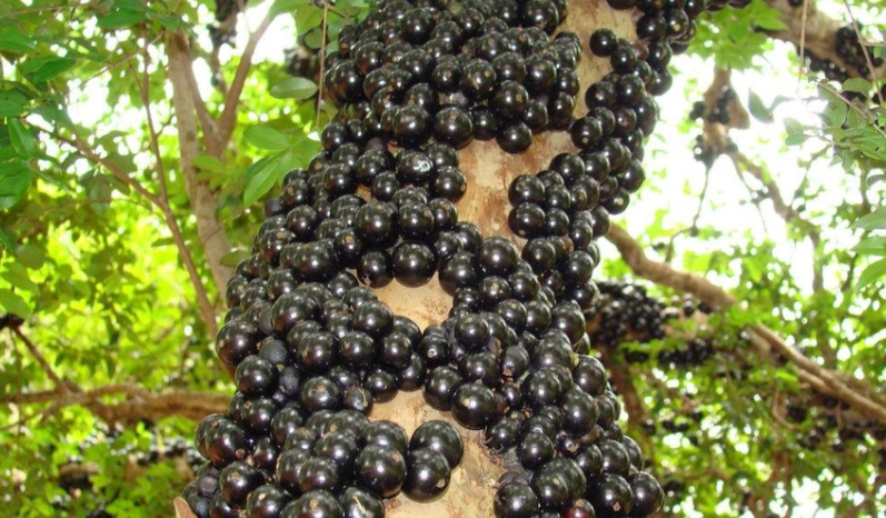 樹葡萄病害防治 樹葡萄病害防治