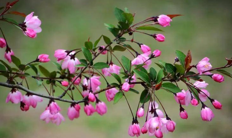 垂絲海棠象徵 垂絲海棠象徵